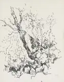 Gregoire Boonzaier, Tree, ink on paper
