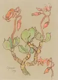 Gregoire Boonzaier, Flowering Pig's Ear