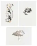 Leigh Voigt, Hamerkop; Songololos; Honey Badger, three