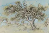 Gregoire Boonzaier, Windverwaaide Boom, Kenilworth, mixed media on paper