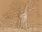 Erich Mayer, Baobab Tree in a Landscape, pastel on paper