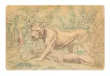 Moses Tladi, Lioness with Kill, coloured pencil on card