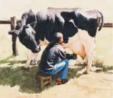Sipho Ndlovu, Milk