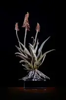 Nic Bladen, Aloe Hybrid (BW III/23), bronze on a perspex base