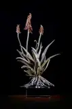 Nic Bladen, Aloe Hybrid (BW III/23), bronze on a perspex base
