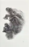 Elizabeth Gunter, Rhinocerus Fetus, charcoal on Fabriano Artistico paper