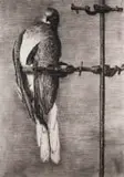 William Kentridge, Bird Catcher, 2006, archival pigment print on Gokung Korean Paper