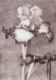 Iris II (In Clamp) by William Kentridge, digital print with pigment inks on cotton rag paper, offered Nov 2023