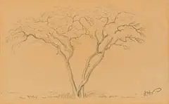 Jacobus Hendrik Pierneef, Acacia, pencil on paper