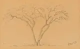 Jacobus Hendrik Pierneef, Acacia, pencil on paper