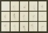 Judith Mason, Transfiguration of a Hand and Man in a Wood, pencil on paper