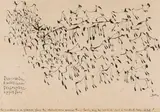 Walter Battiss, Rhebuck Rams on a Mountain, ink on paper