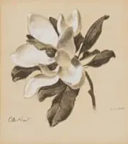 Otto Klar, Magnolia, watercolour on paper