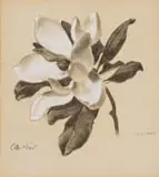 Otto Klar, Magnolia, watercolour on paper