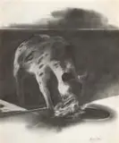 Albert Adams, Hyena, graphite on paper