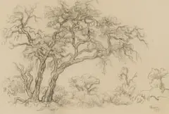 Gregoire Boonzaier, Trees, charcoal on paper