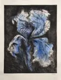 William Kentridge, Black Iris, hand-coloured etching and drypoint on paper