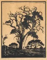 Jacobus Hendrik Pierneef, Hardekoolboom, TVL (Nilant 74), linocut on paper
