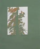 Oaktree State II by Alice Goldin, screenprint on green paper, sold Sep 2023