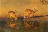 Dino Paravano, Nyala Does at a Waterhole