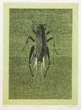 Walter Oltmann, Cricket, lithograph on paper