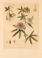 Lyndi Sales, Passion Flower, hand coloured etching on paper in a hand-made wooden frame with gilded embellishment