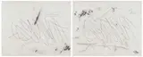 Willem Boshoff, Neves I and Neves II, two, etching on paper