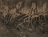 Jacobus Hendrik Pierneef, Tree Roots, etching on paper