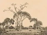 Jacobus Hendrik Pierneef, Bushveld, Northern Transvaal, etching on paper