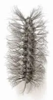 Walter Oltmann, Caterpillar, 2007, aluminium, steel and brass wire