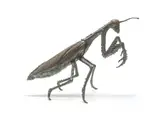 Robert (Bobby) Lawrence, Praying Mantis, 1998, bronze with a verdigris patina