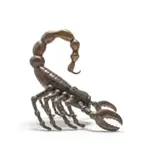 Robert (Bobby) Lawrence, Scorpion, 2003, bronze with a brown patina