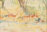 Herd of Impala by Zakkie Eloff, watercolour on paper, sold May 2023