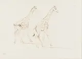 Two Giraffes by Zakkie Eloff, ink on paper, sold May 2023