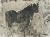 Lioness by Zakkie Eloff, charcoal on paper, sold May 2023