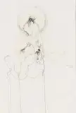 Judith Mason, Shrike, pencil on paper