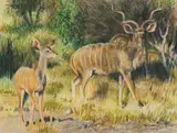 Kudu by Zakkie Eloff, pastel on paper, sold May 2023