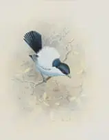 Graeme Arnott, Bird, watercolour on paper