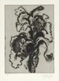 William Kentridge, Iris, etching on paper