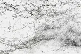 Michael Meyersfeld, Garden: San Gimignano, digital pigment print on archival Awagami Kozo paper