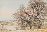 Adolph Jentsch, Landscape with Trees, South West Africa