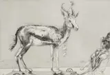 Diane Victor, Springbokkie (Trojan), drypoint etching with handpainting on paper