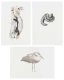 Leigh Voigt, Hamerkop, Songololos and Honey Badger, three