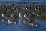 Sir Peter Markham Scott, Wildfowl, oil on canvas
