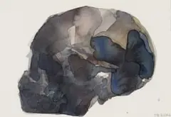 Skull by Joni Brenner, watercolour on paper, offered Apr 2023
