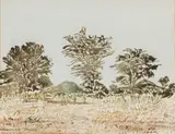 Adolph Jentsch, Trees in a Namibian Landscape