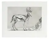 Diane Victor, Springbokkie (Trojan), drypoint etching with handpainting on paper