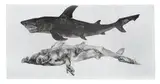 Diane Victor, Scavenger, etching, aquatint, and embossing on wove paper