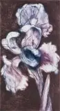 William Kentridge, White Iris, colour etching on paper