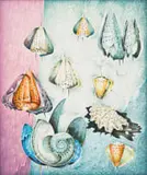 Alexis Preller, Shells, oil on canvas